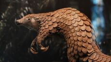 pangolin.jpg