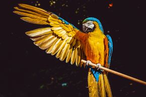 macaw.jpg