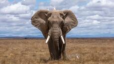 africanelephant.jpg