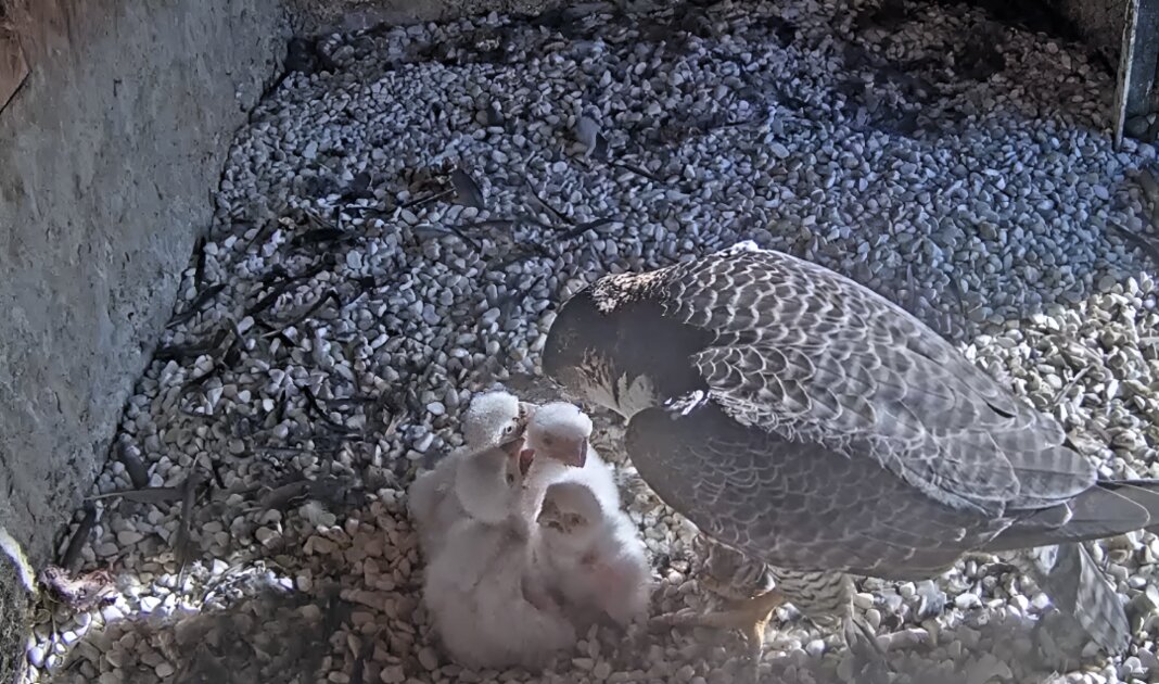 4 pisklęta sokołów wędrownych przyszły na świat w hucie KGHM