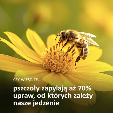 Pszczoły pełnią ważną rolę w ekosystemach 