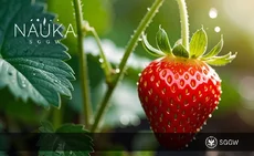 do-zjedzenia-nie-tylko-truskawki-ale-i-szypulki-webp