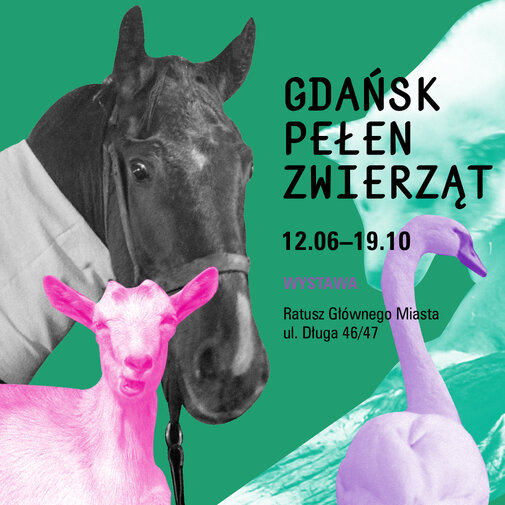 kafel kwadrat 1200x1200 px GDANSK PELEN ZWIERZAT