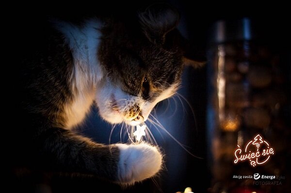 Fot. Wyróżnienie w Konkursie Fotograficznym 9. edycji. Autor: Paulina Nadziejko