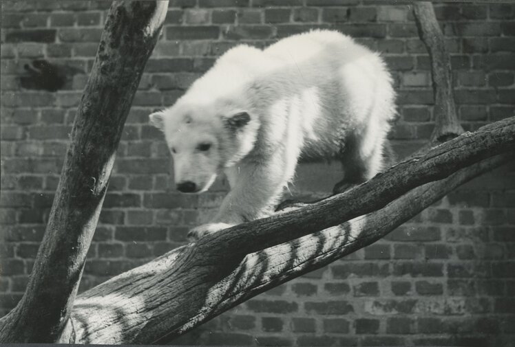 niedźwiedź polarny idący po gałęzi, fotografia czarnobiała
