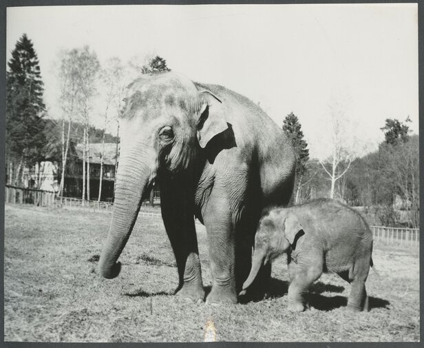 Słonica BONZA, pierwszy słoń gdańskiego ZOO, Została zakupiona przez MGK w Holandii i przywieziona do ZOO w Oliwie w 1960 r. Miała wówczas 1,5 m wysokości i ważyła  ok 800 kg, Obecnie (1966) waży blisko 3 tys. kg, a jej wzrost wynosi 2.25 cm. 