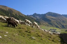langtaufers-valley_idm-alto-adige_frieder-blickle-jpg
