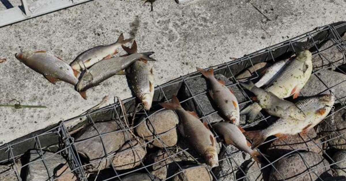 Katastrofa we Wkrze – wina torfu?