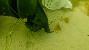 Seagrass-33.jpg