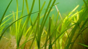 Seagrass-38.jpg