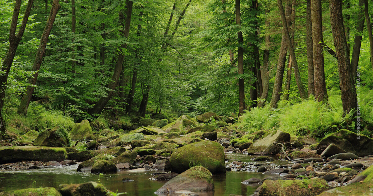 Komisja Europejska otrzymuje mnóstwo głosów poparcia dla ochrony przyrody od zaniepokojonych obywateli
