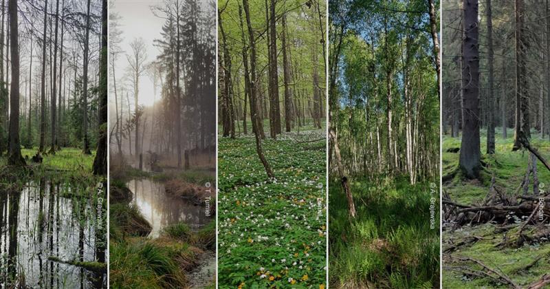 Dzięki działaniom Fundacji WWF Polska, powstały nowe rezerwaty