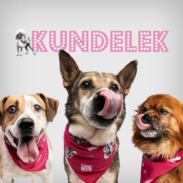 Pudelek.pl na jeden dzień zmieni się w... Kundelka! Akcja społeczna z okazji Dnia Kundelka.