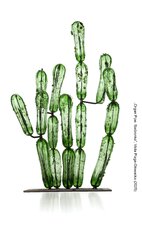 organ-pipe_-sadzonka-viola-plaga-glowacka-2025-jpg