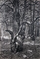 cis-z-rezerwatu-w-wierzchlesie-1930-tusz-karton-sygn_-mob_w_103-mat_-mob-jpg