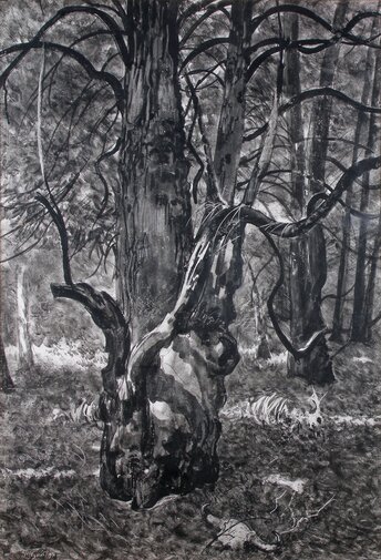 „Cis z rezerwatu w Wierzchlesie”, 1930, tusz na kartonie
Czarno-biały rysunek przedstawiający potężny, stary cis o nieregularnym pniu i rozłożystych konarach. W tle widoczny jest gęsty las, a u stóp drzewa – fragment szkieletu zwierzęcia, nadający scenie symboliczny, melancholijny charakter.