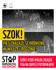 kampania-drapieznicza_fotopulapka-jpg