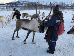 prof Maja Chacinska karmi renifery w wiosce saamskiej.jpeg