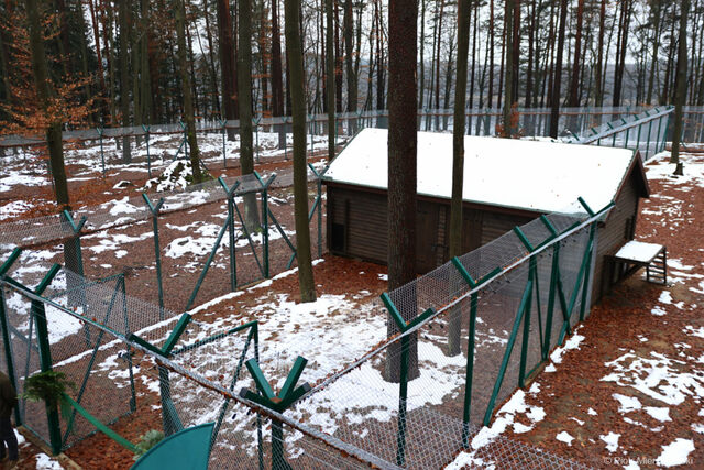 Ośrodek rehabilitacji pod Spychowem gotowy na przyjęcie rysi, które potrzebują pomocy fot. Piotr Mierzejewski