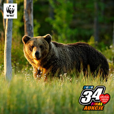 wosp-aukcja_1200x1200-niedzwiedz-jpg