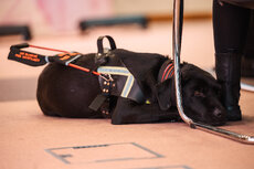 10_raport_integralia_2026_20260212-jpg