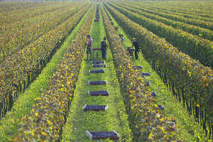  Z5B5095-DS Vendemmia Fossalta 49-Settembre 2014 mr