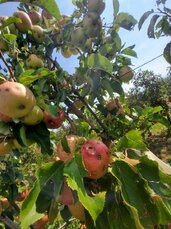 gradobicie-jablka-png