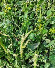 gradobicie-rzepak-1-png