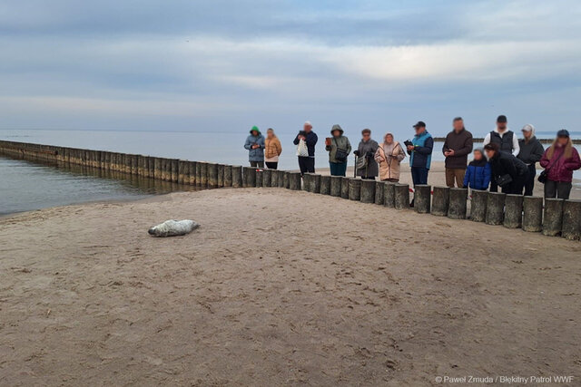 Foka-na-plaży fot P Żmuda