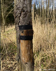 wspolpraca-z-parkami-narodowymi_zdjecie2-ip-jpg