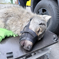 ranny-wilk-na-transporterze-fot_-karolina-baranowicz-jpg