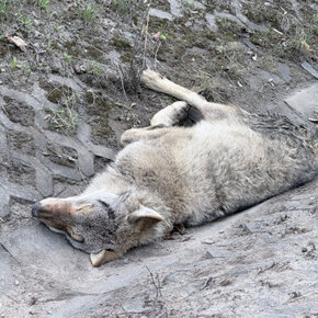 Ranny wilk przy drodze fot_ Karolina Baranowicz.jpg