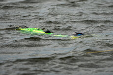 20260414_pirania2048pix-90-jpg