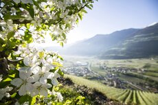 apple-blossom-c-idm-sudtirol-alto-adige-sudtiroler-apfelkonsortium-alex-filz-2-jpg