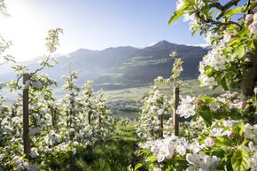 Apple blossom (c) IDM Südtirol Alto Adige - Südtiroler Apfelkonsortium - Alex Filz.jpg