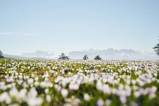 crocus-c-idm-sudtirol-alto-adige-manuel-ferrigato-jpg