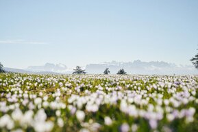 Crocus (c) IDM Südtirol Alto Adige Manuel Ferrigato.jpg