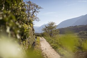 Irrigation channel - (c) IDM Südtirol Alto Adige - Patrick Schwienbacher.jpg