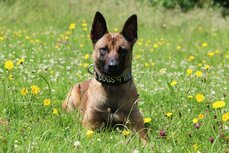 emiratesskycargopartnerswithukcharityforwildlifeprotection-kuda-jpg