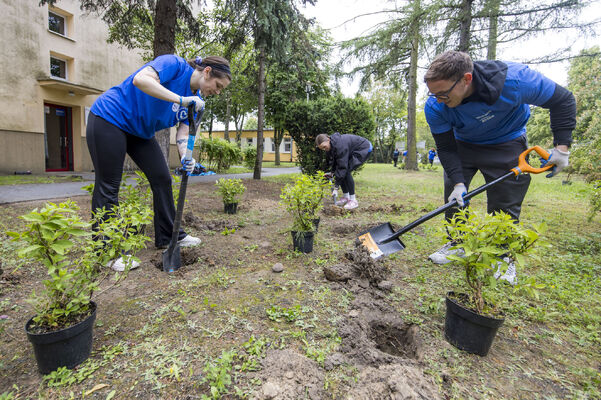 Z energią do pomagania – wolontariusze Enei w terenie (4)