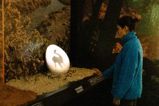 dino-experience-ocubo_12-jpg