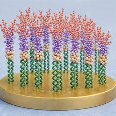 biosensor-endotoksyna-lps-s-jpg