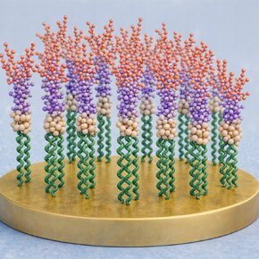 Biosensor endotoksyna LPS s.jpg
