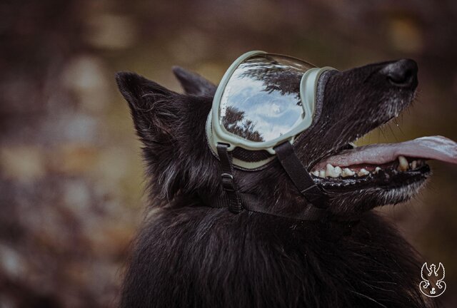 ARES (6)