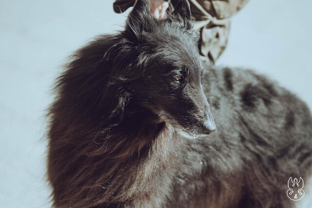 ARES (13)