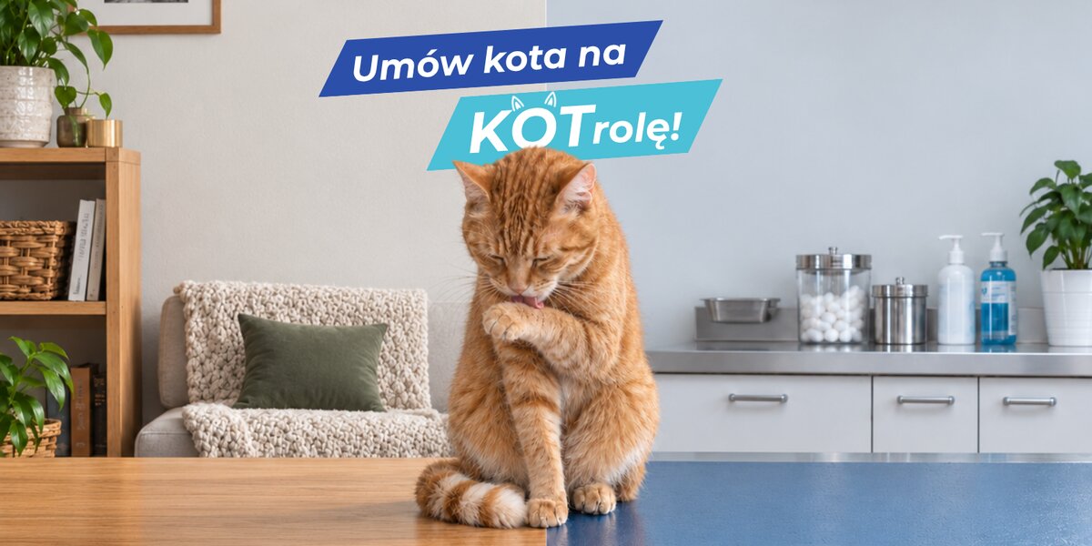 Umów kota na KOTrolę. POLPROVET rusza z kampanią na rzecz profilaktyki zdrowotnej kotów.