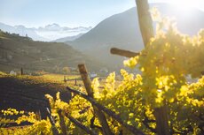 nz7_0074_srgb-jpg