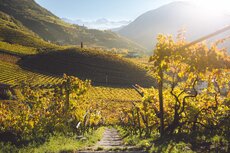 nz7_0141_srgb-jpg