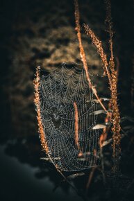 16378249-spiderweb-7631437.jpg