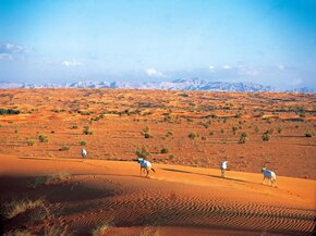 Image 2 - The Dubai Desert Conservation Reserve.jpg